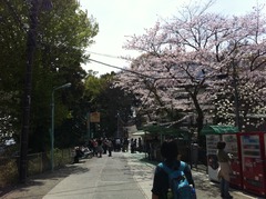 高尾山 桜吹雪