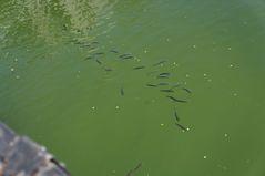 芝浦運河の魚