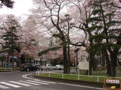 片平キャンパスの桜